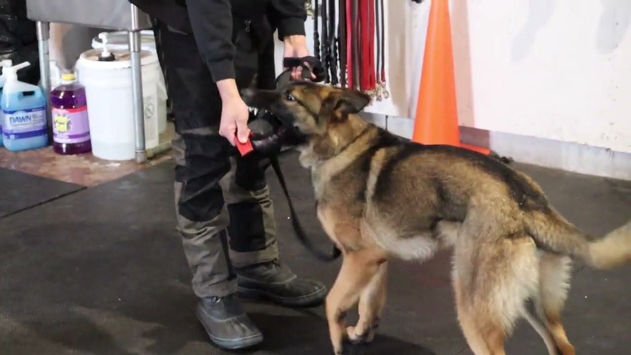 Fixing the OUT command + new Protection Dogs
