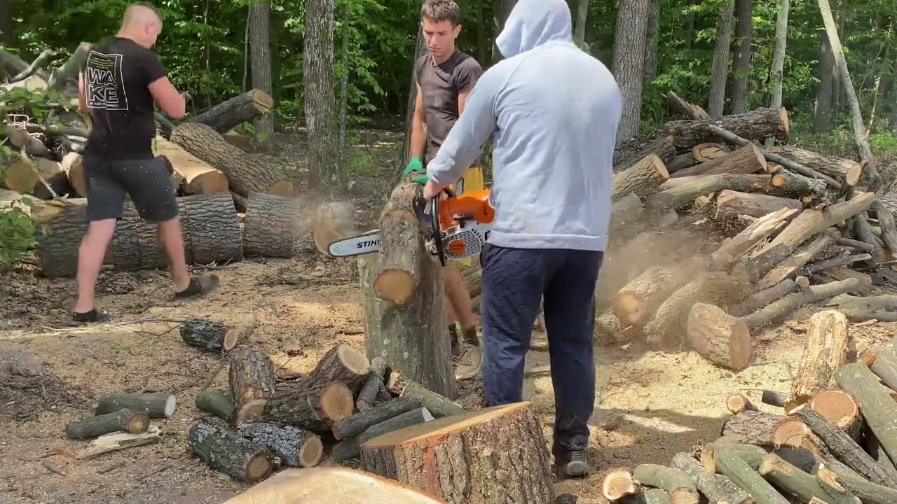 Best wood for cutting 👍👍 STIHL MS 361 and STIHL MS 462 C-M 🪵🪵🪵🪚🪚🪚