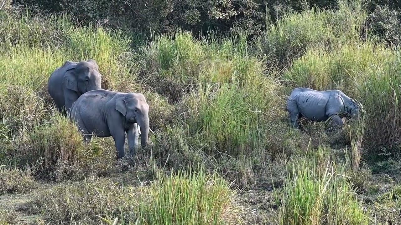 এইটো কেৱল এখন ছবি নহয়, এইটো হাতী আৰু গঁড়ৰ মাজত থকা শান্ত সহাৱস্থানৰ এক অনন্য কাহিনী।