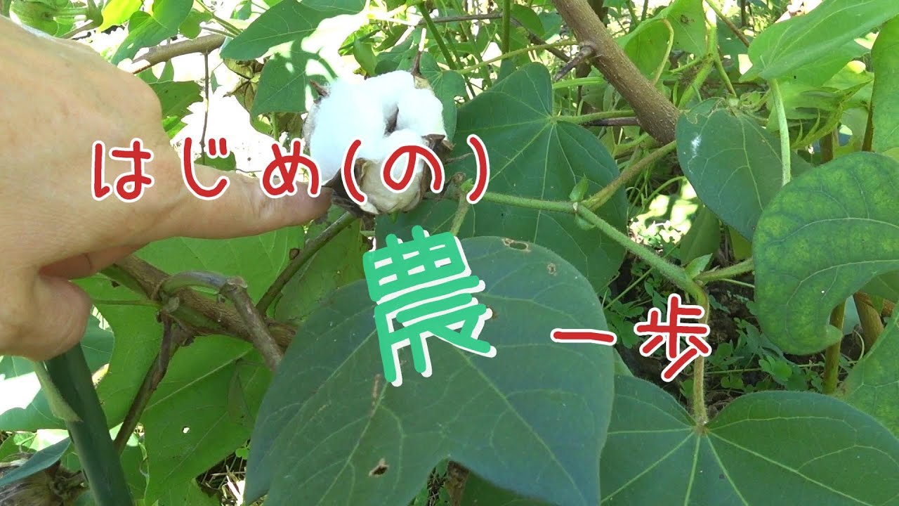 はじめ農(の)一歩　冬の畑