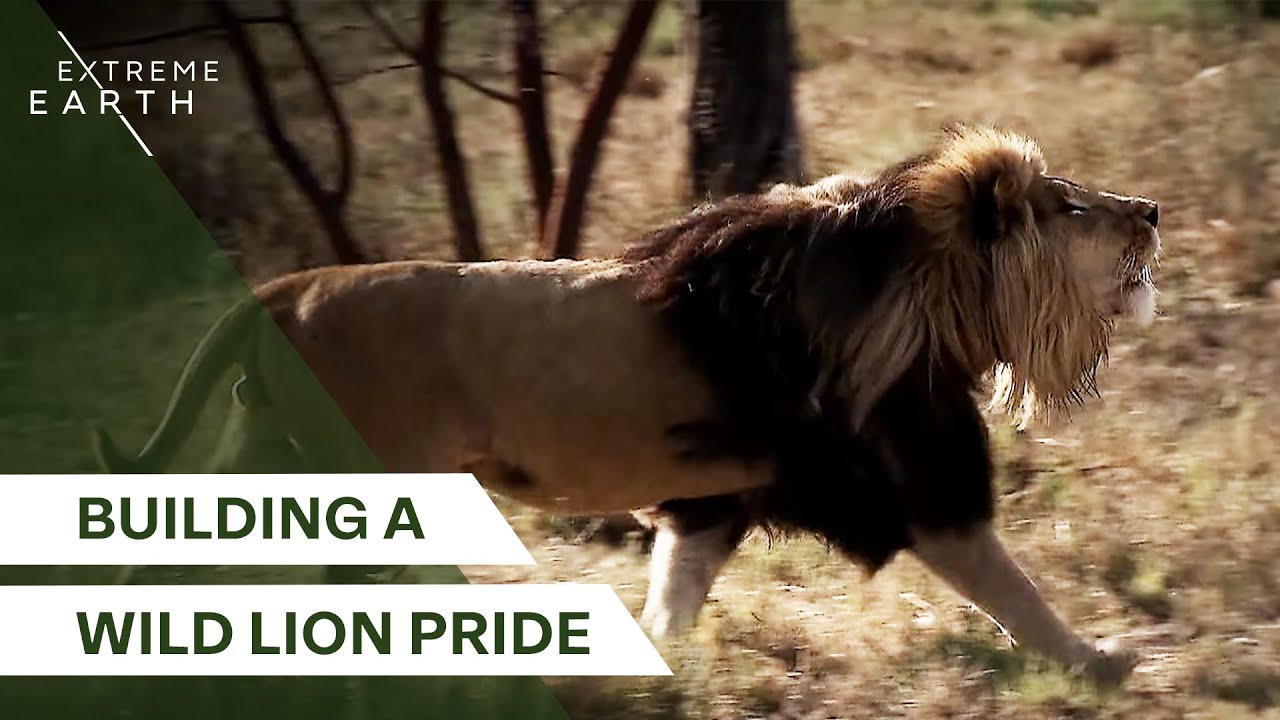 A New King Joins the Pride (4K Animal Documentary)