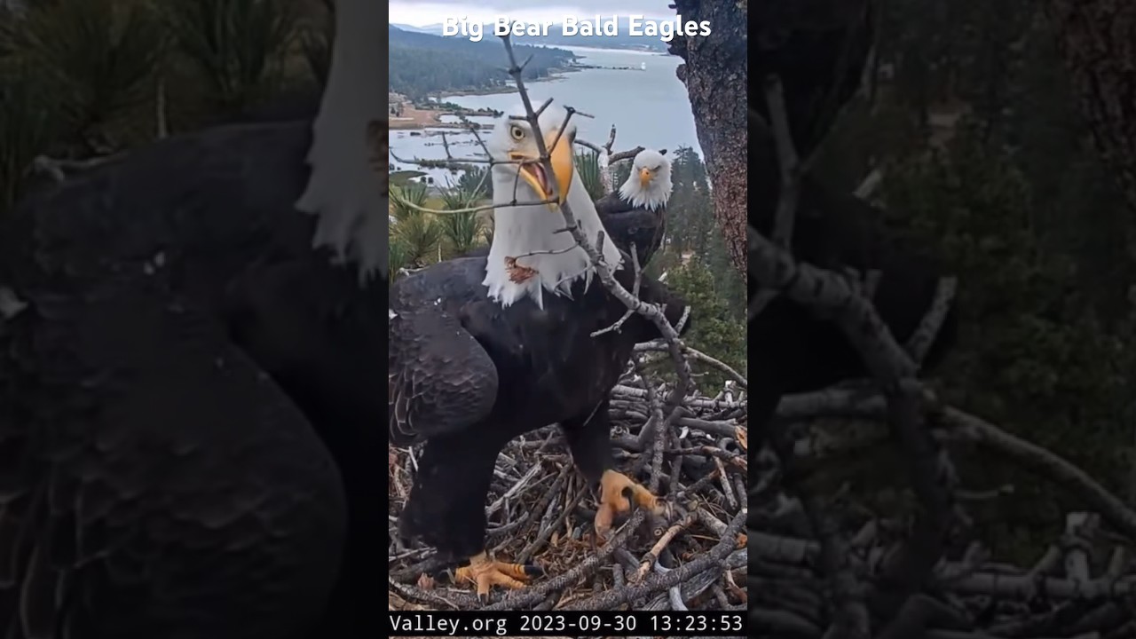 BIG BEAR BALD EAGLE Live Nest- Cam 1🦅 Jackie with huge stick❤️😀Shadow&Jackie FOBBV CAM 🦅