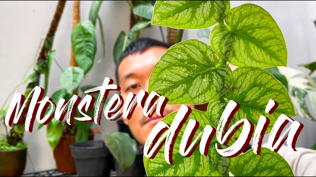 Monstera Dubia Care Tips and Propagation - With Sad Updates lol!