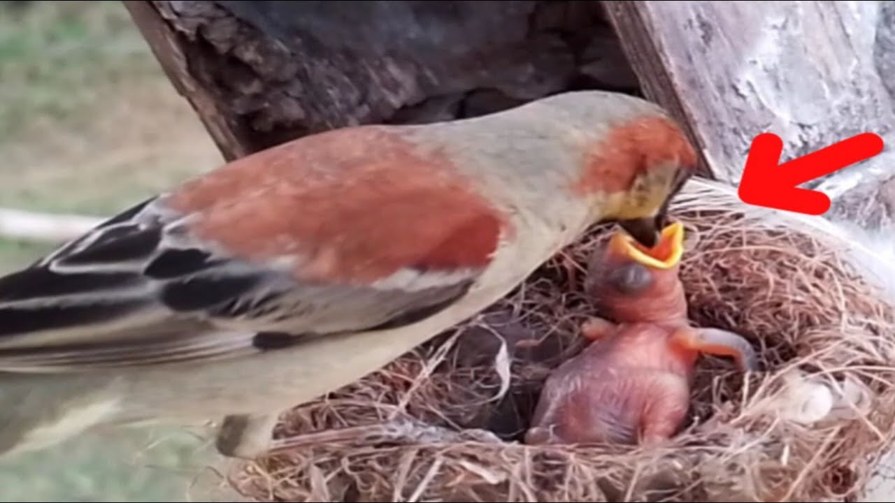 bird house-sparrow Feeding baby house-sparrow#bird