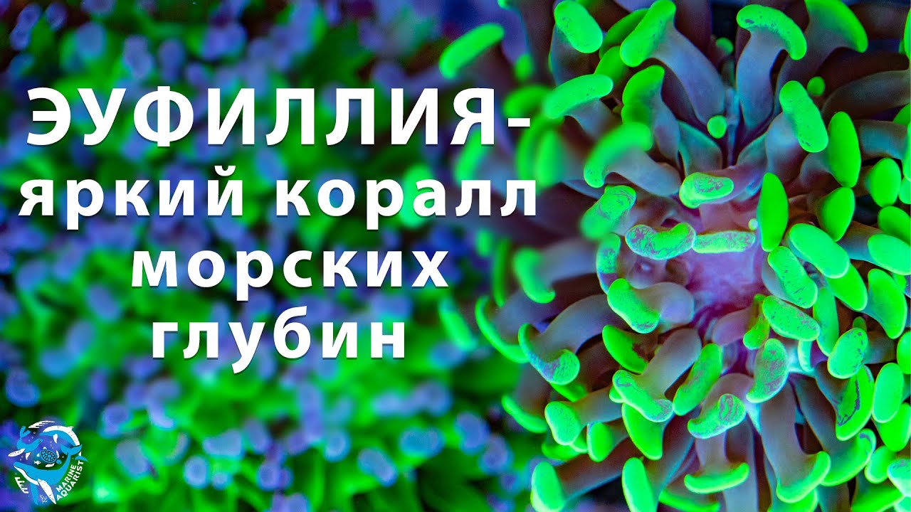 Эуфиллия - яркий коралл морских глубин