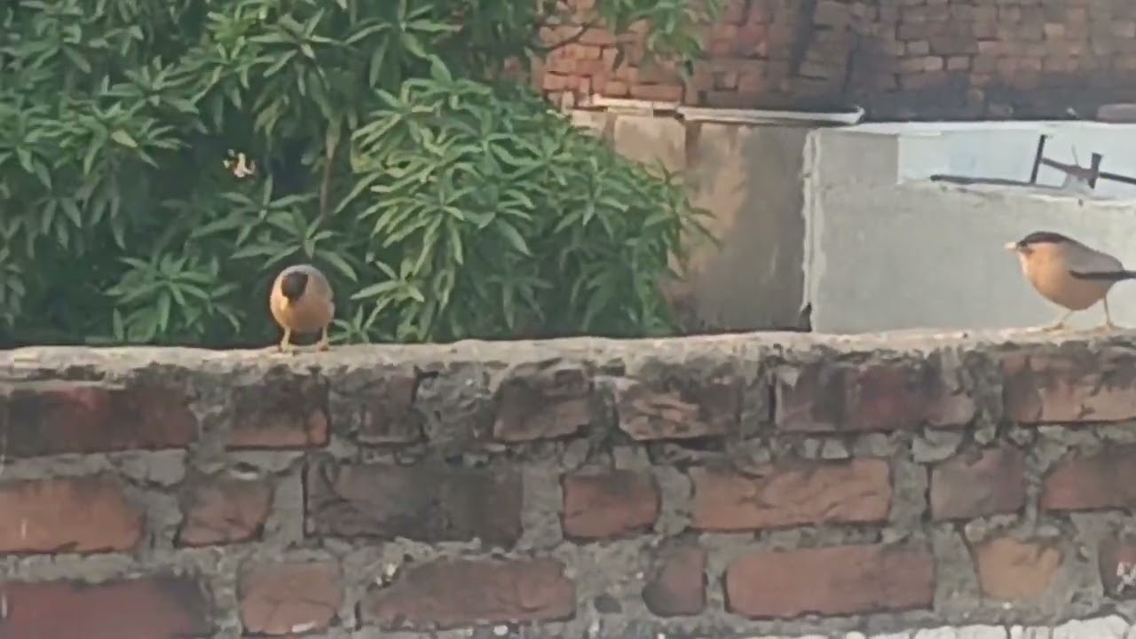 Bird's lover Aziz 