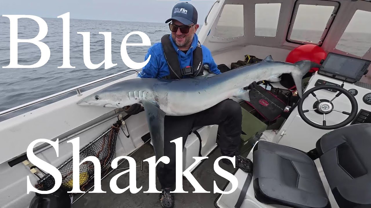 Blue Sharks - Celtic Deeps, Pembrokeshire - Warrior 165