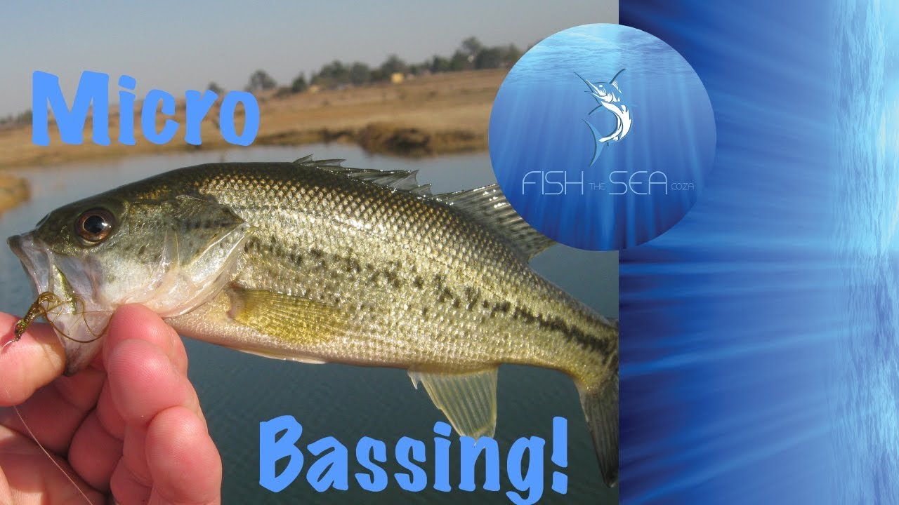 Micro Fishing For Largemouth Bass | Emhlangeni | Fish The Sea