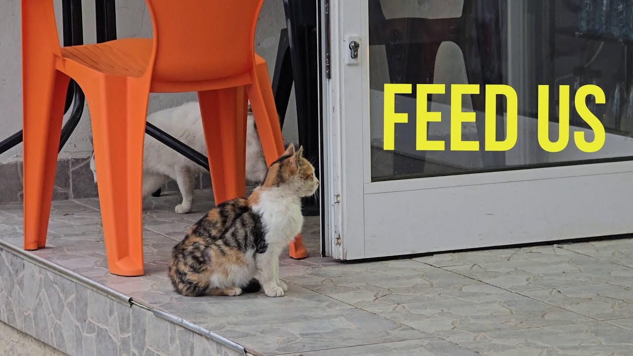 Hungry Street Cats Dream of Food 😿 Watching Through a Grocery Store Window