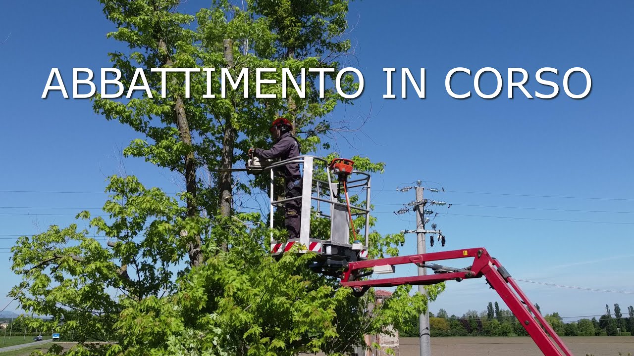 ABBATTIMENTO ALBERI CON CESTELLO per ristrutturazione giardino