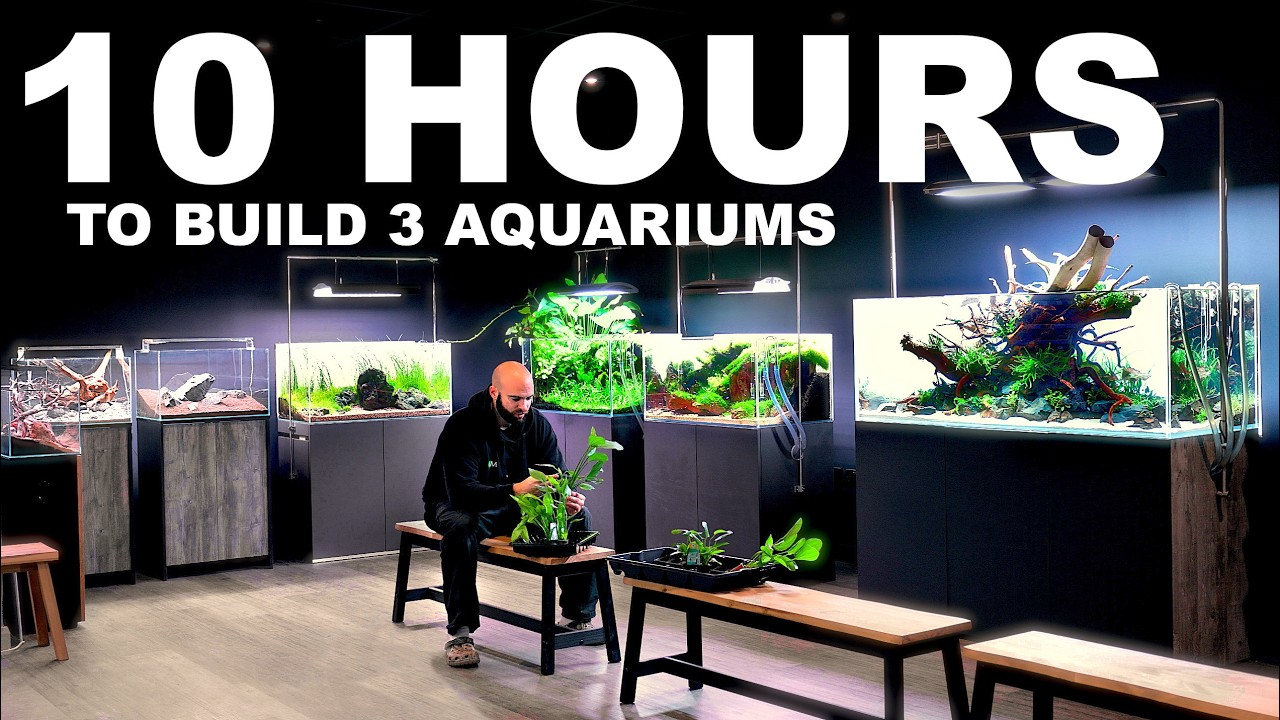 TIME LIMIT: (Aquascaping Feature Film - Aquarium Gardens UK)