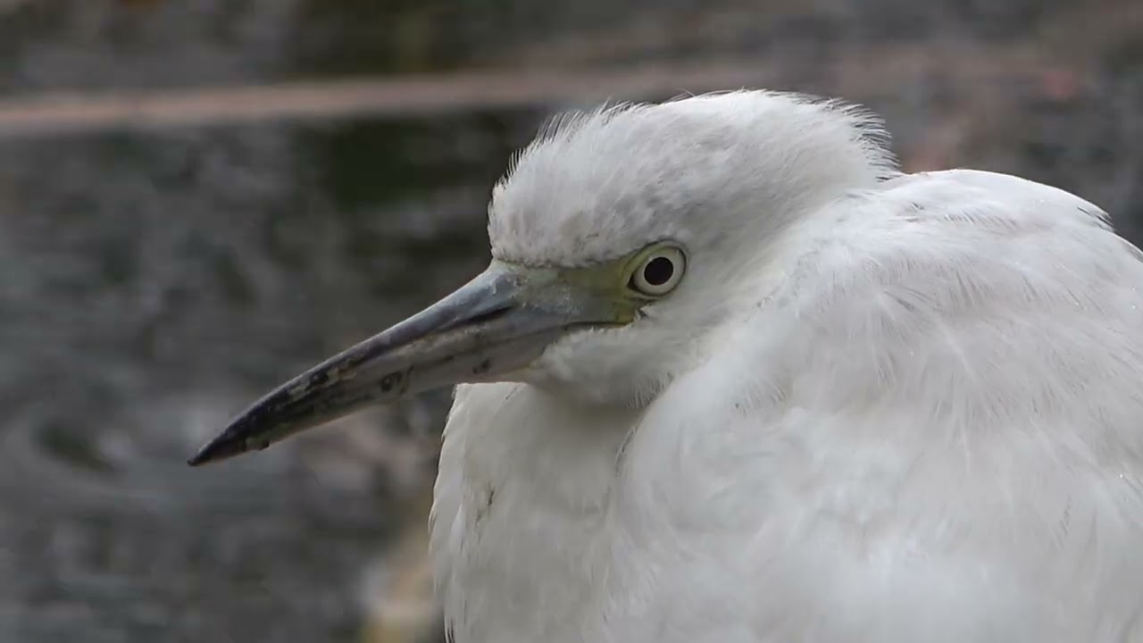 Little blue heron at Como lake coquitlam bc canada 2025-10-25 Extended highlights