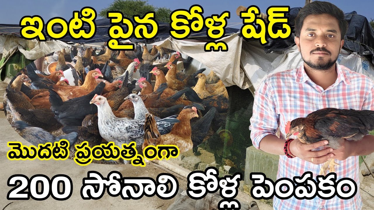 ఇంటి పైన 200 సోనాలి నాటుకోళ్ల పెంపకం|Sonali hen farming|Low budjet shead|DNR