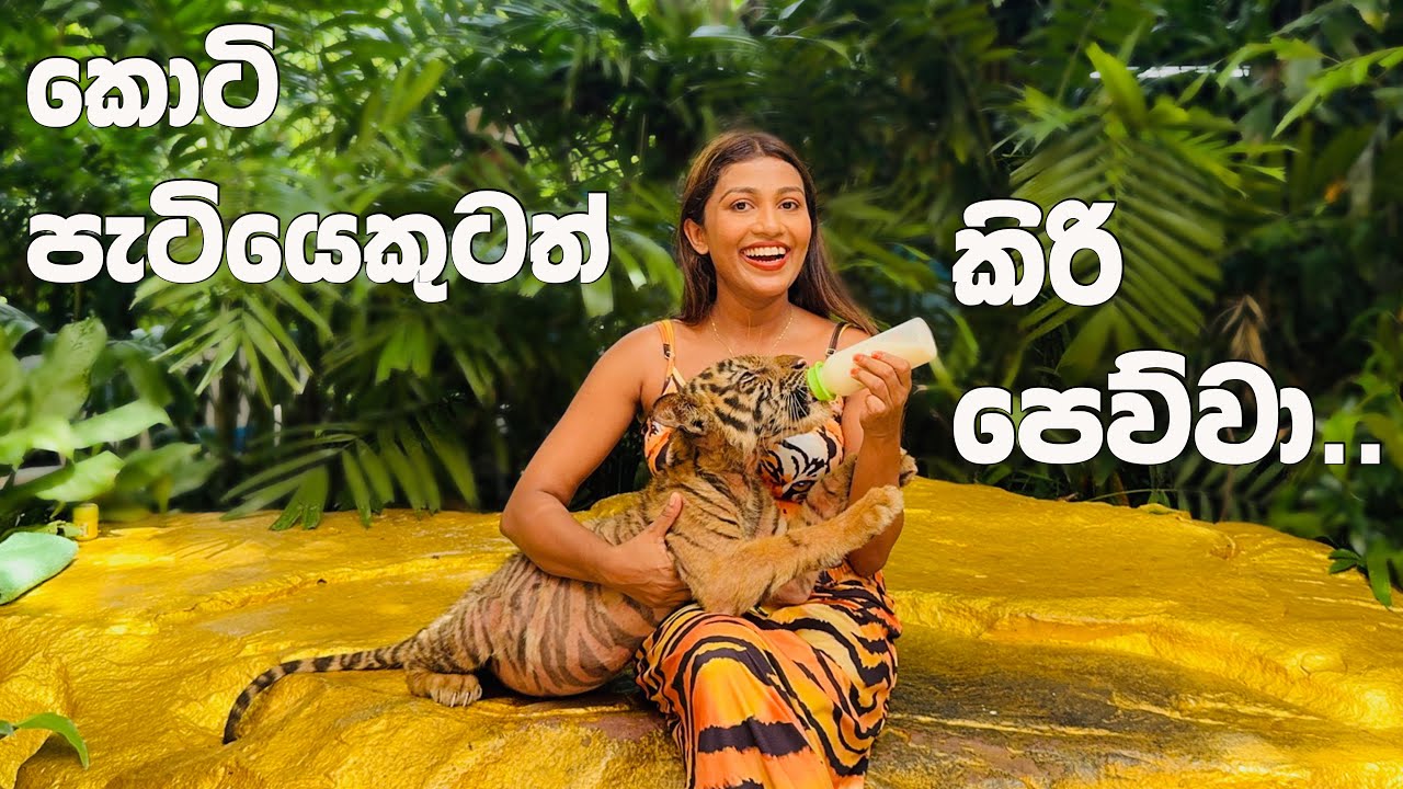 කොටි පැටියෙකුටත් කිරි පෙව්වා.... 🐅🐅🐅