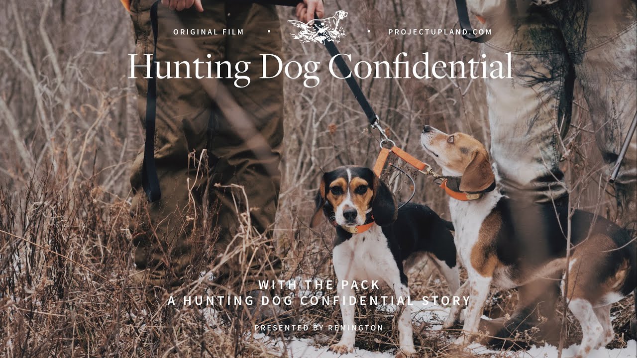 Rabbit Hunting with Beagles - With the Pack
