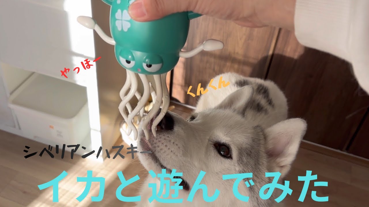 シベリアンハスキーに奇妙な動きのイカで遊ばせてみたら意外な展開だった