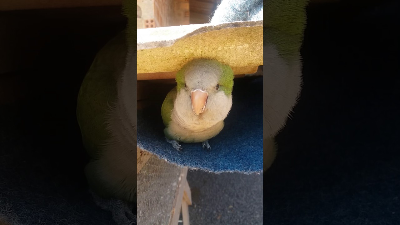 Conversando com a cocóta