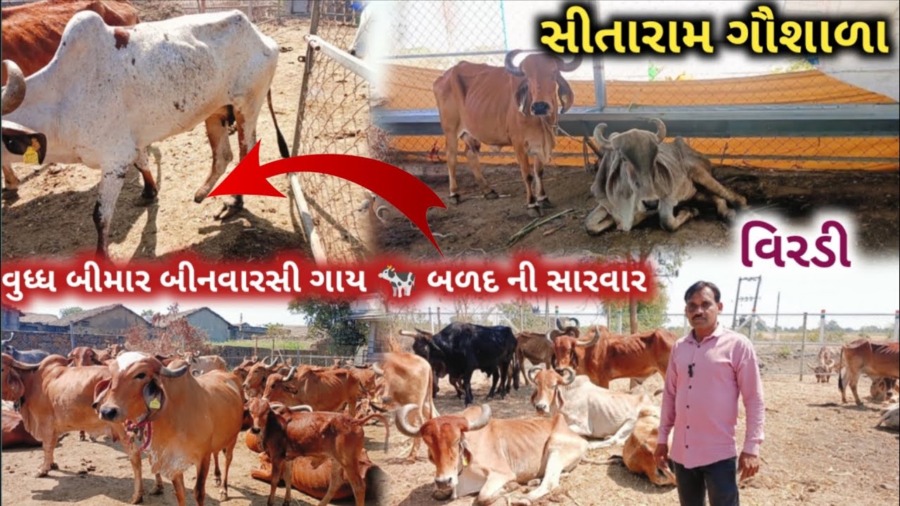 સીતારામ ગૌશાળા 🐄 (વિરડી) વુધ્ધ બીમાર બીનવારસી ગાય અને બળદને ની સારવાર 