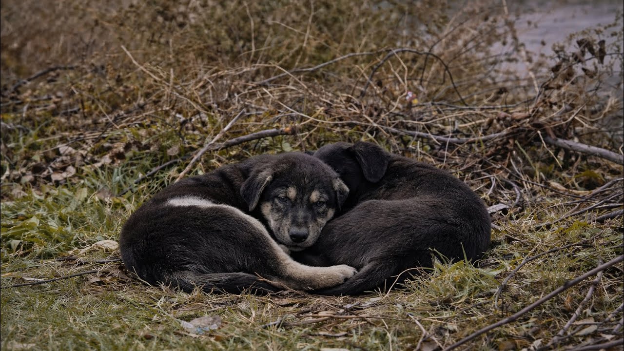 They Were Freezing on the Roadside… 4 Years Later You Won’t Believe This