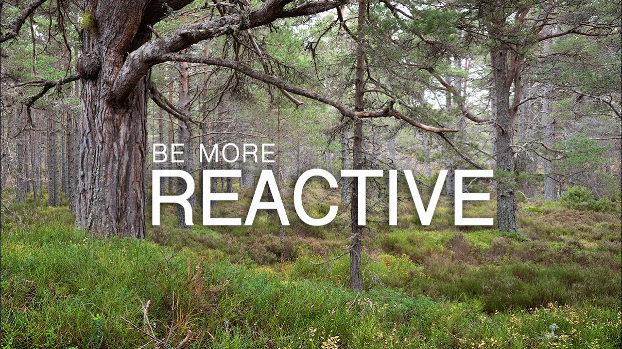A Day of Reactive Woodland Photography