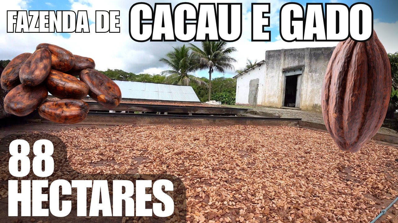 Fazenda de 88 Hectares, Cacau e gado R$ 20.000 p/HA