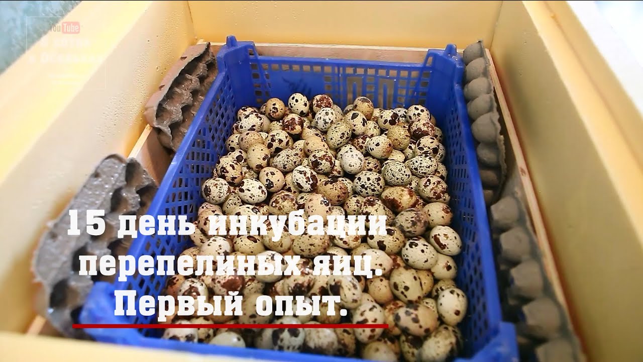 15 день инкубации перепелиных яиц. Первый опыт.