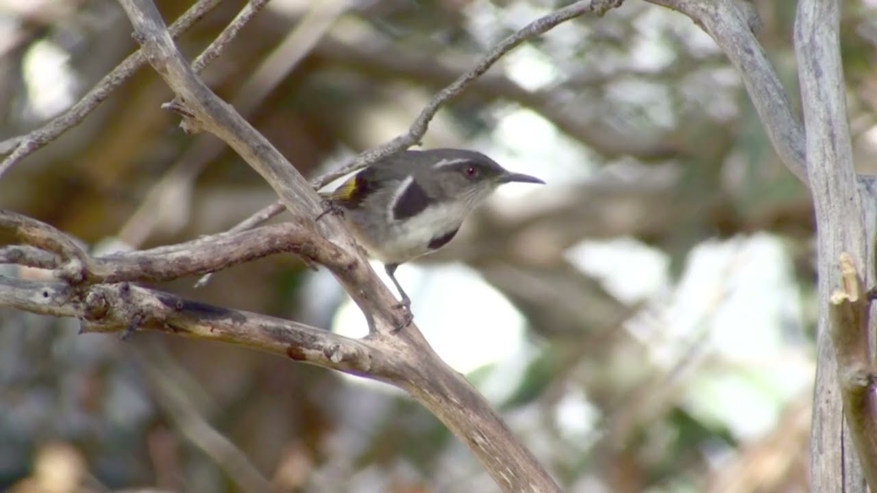 Birds of Kangaroo Island