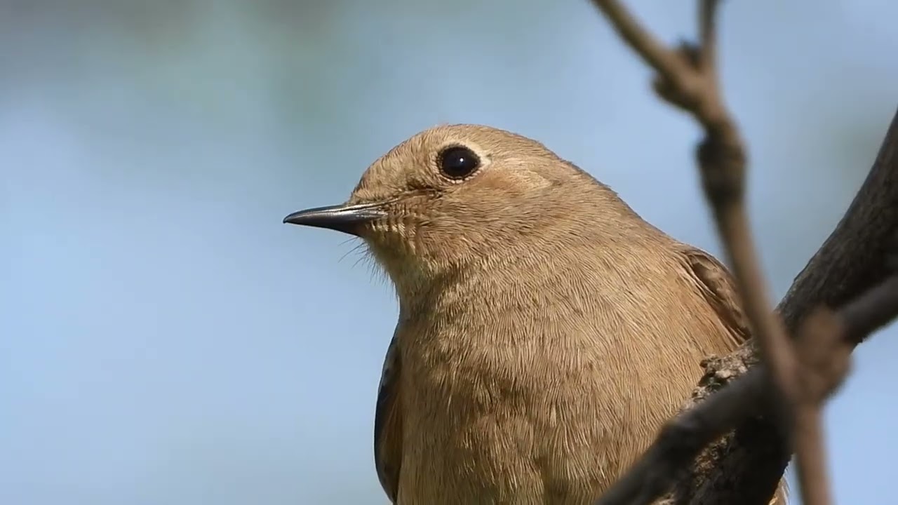 Is It A Common Redstart Or A Brown Rockchat- Somebody Please Tell me