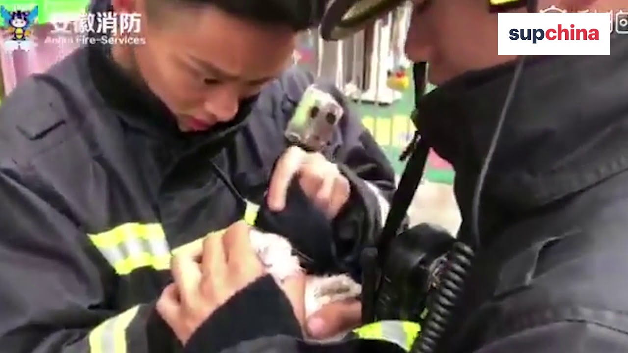 Firefighters rescued 20 dogs and cats from pet store fire