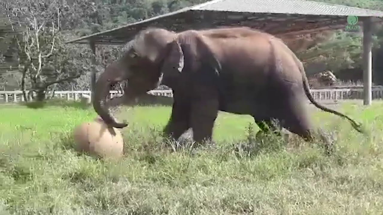 The First Moment Of Rescued Elephant Get The Chance To Play - ElephantNews