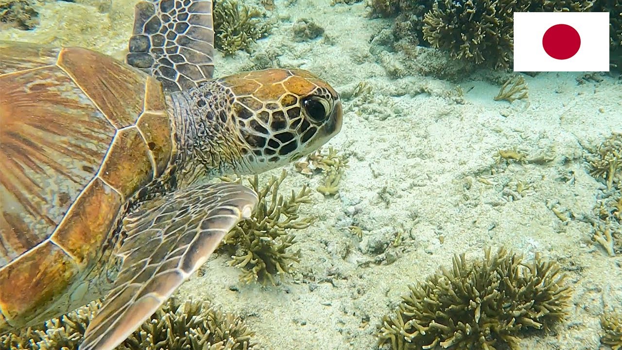 Mental Health Break | Swim with Sea Turtles in Okinawa, Japan (Story 16)