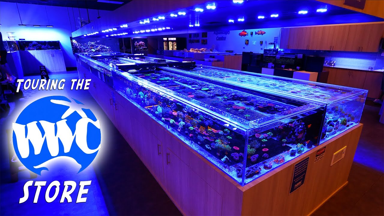 Field of Coral Dreams - Touring the World Wide Corals Superstore