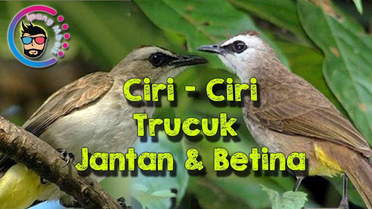 100% Cara Bedakan Trucuk Jantan dan Betina