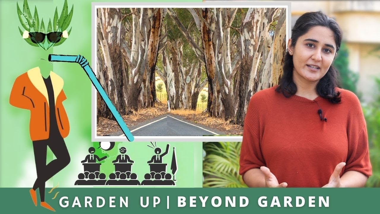 The controversial tree- Eucalyptus | Ep. 2 | Beyond Garden