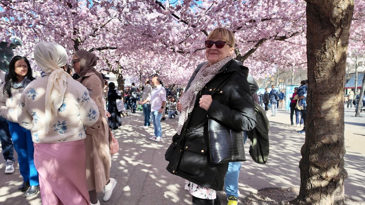Cherry blossom in Stockholm Kungsträdgården