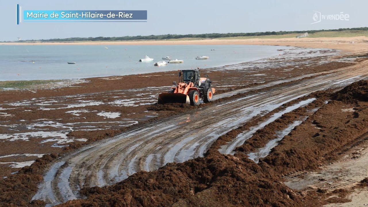 Littoral De la plage au potager : d&eacute;couverte de la revalorisation des algues rouges