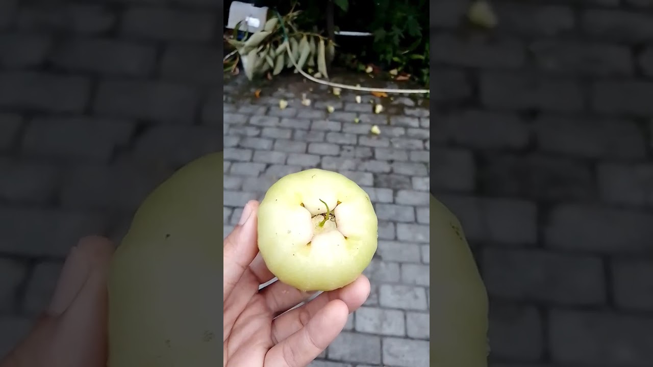Indonesian sweet water apple #waterapple #indonesian #sweet