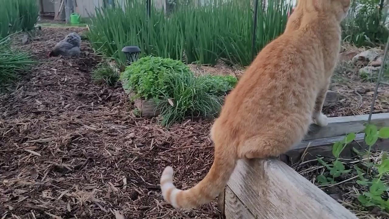 Chickens go Night Night