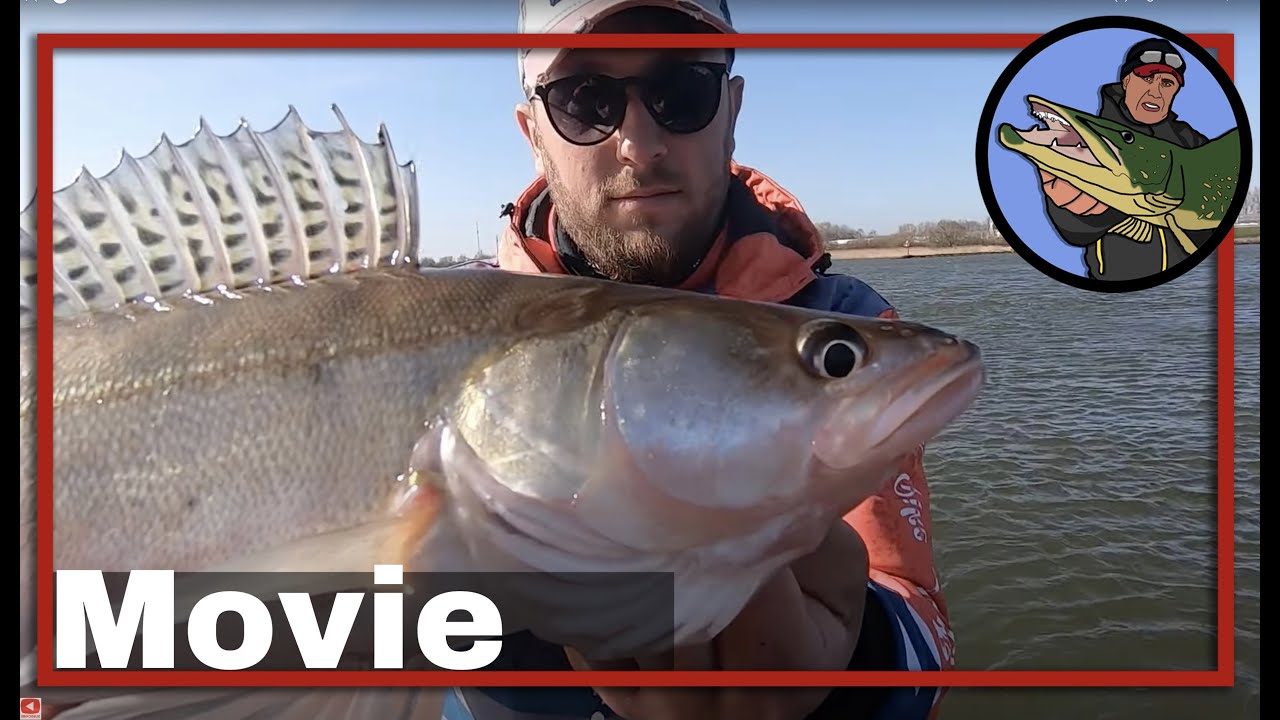 🎣 SNOEKBAARS VISSEN OP DE RIVIER MET KUNSTAAS  🎥 snoekbaarzen | snoekbaars kunstaas | roofvissen #60