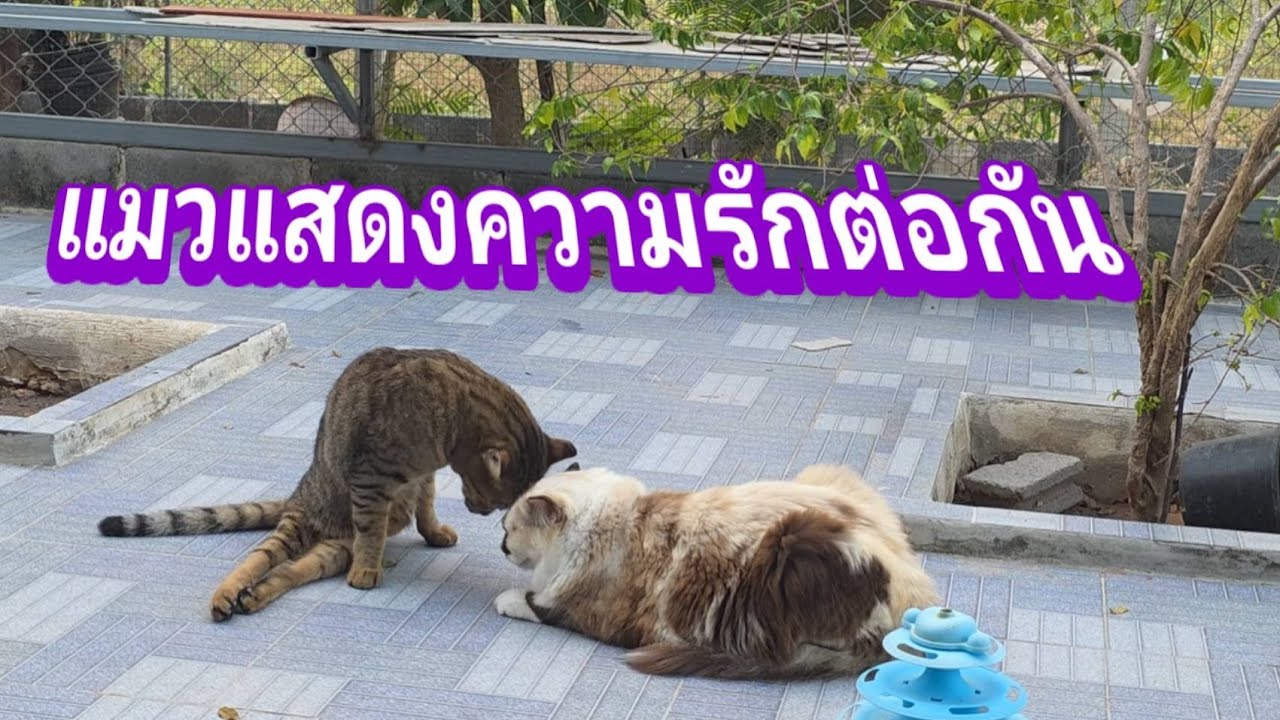 แมวแสดงความรักต่อกัน20.ม.ค.69@stray_cats 