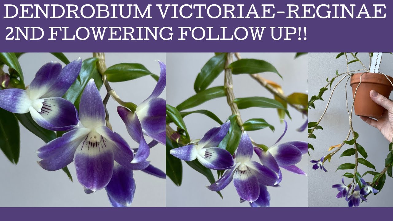 A New Year follow up on my Dendrobium victoriae-reginae in bloom for the 2nd time this year!