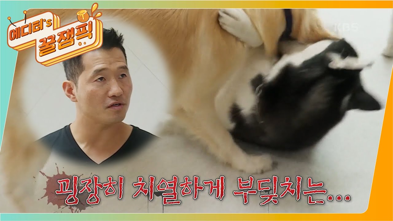 [#개는훌륭하다] 허스키 '쭈구리'와 레트리버 '보리'의 심해지는 입질 그리고 몰티즈 '수리' 까지.. 과연 강훈련사의 대책은? 🐶ㅣKBS 211018 방송