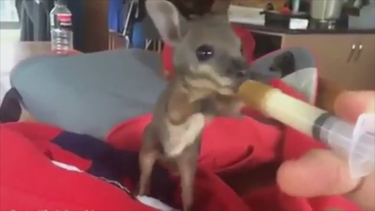 Adorable baby wallaby is rescued