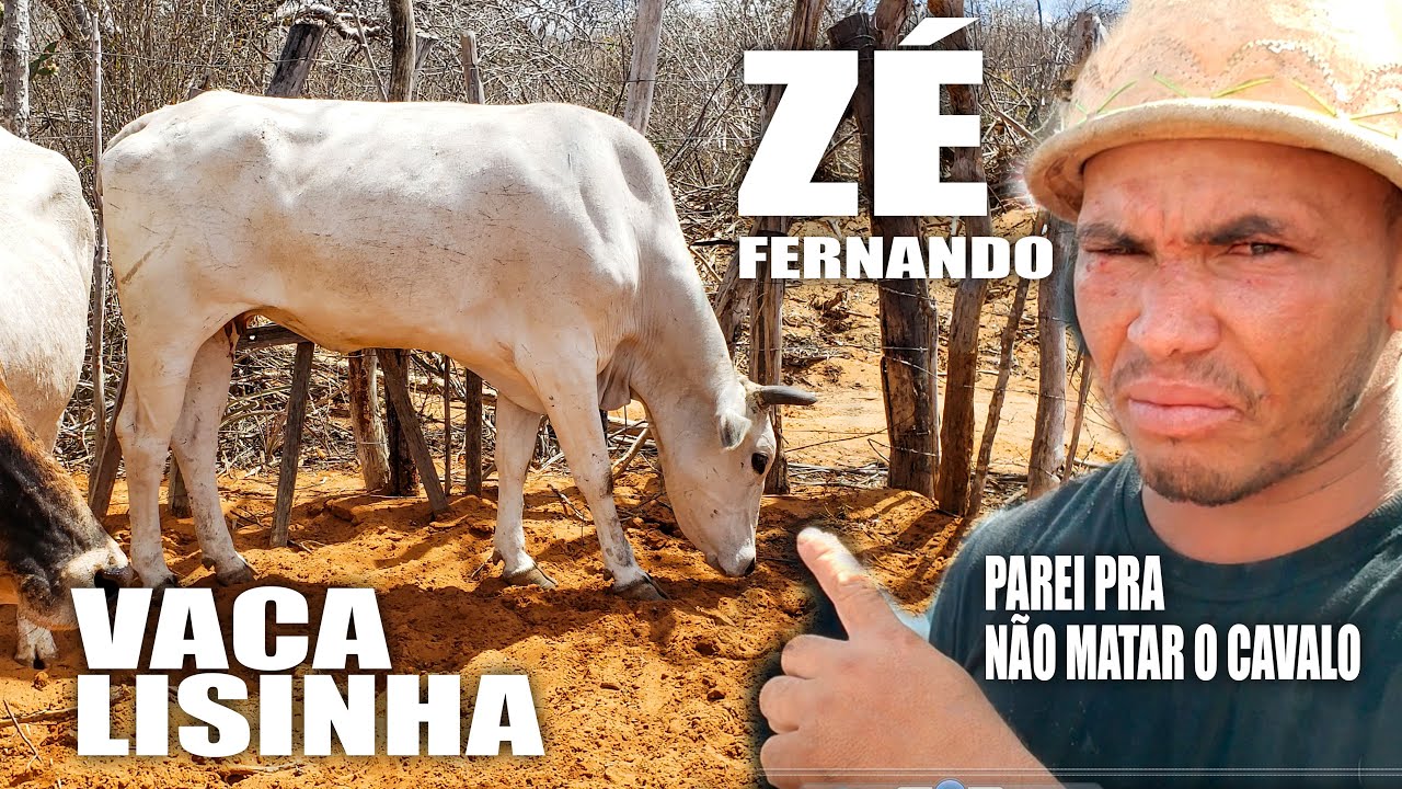 Carreira completa da Vaca Lisinha ❌ Zé Fernando e Wallas, na Fazenda três Bezerra.