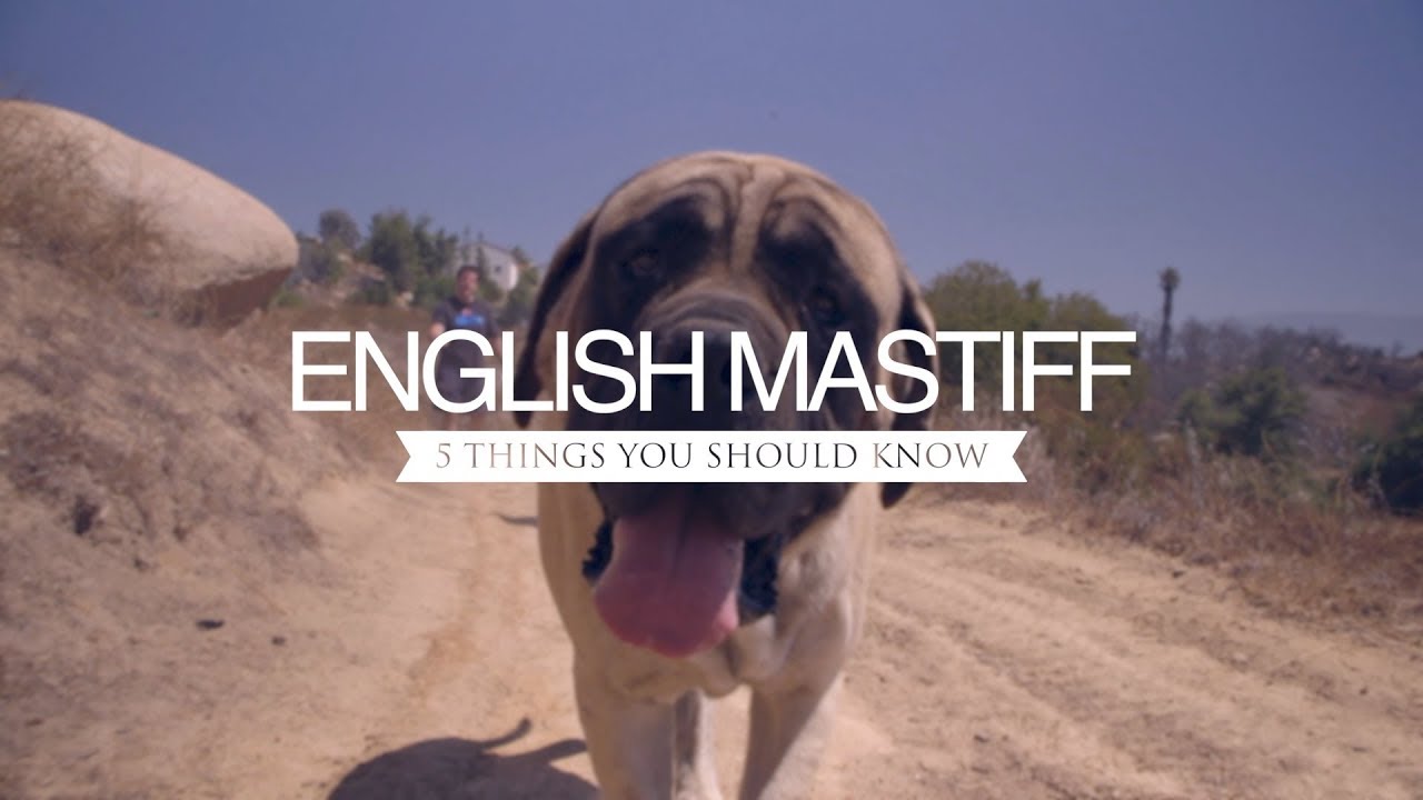 ENGLISH MASTIFFS FIVE THINGS YOU SHOULD KNOW