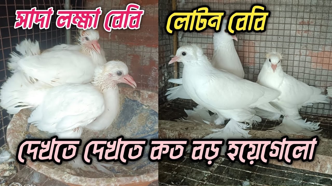 হেভি বুট লোটন ও সাদা লক্ষার বাচ্চা গুলো অনেক টা বড়ো হয়ে গেছে Pigeon Breeding Updated Video..