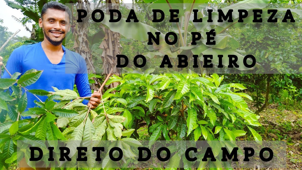 PODA DE LIMPEZA E FORMAÇÃO DO ABIEIRO #agricultura #agriculture