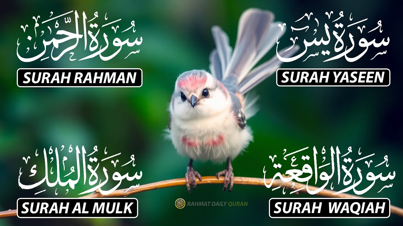 Beautiful Surah Yaseen (Yasin) | Surah Rahman | Surah Waqiah | Surah Mulk |