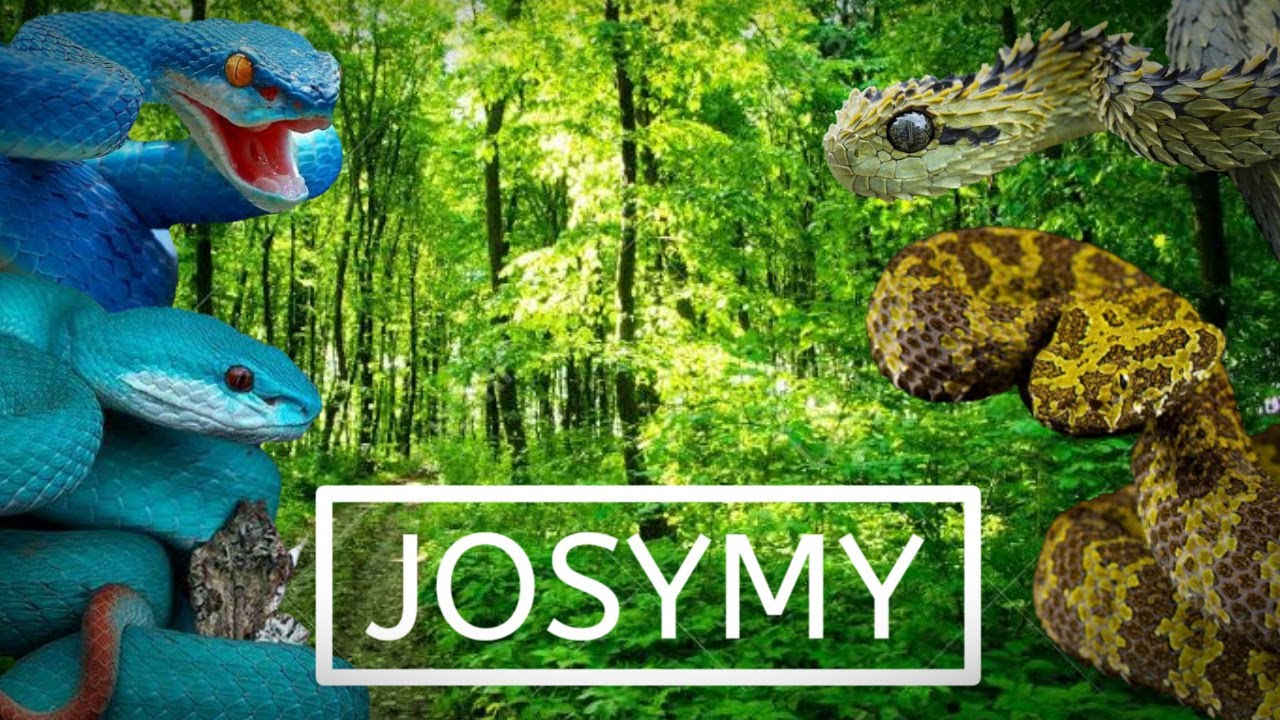 Top 5 V&iacute;boras (Viperidae) incre&iacute;bles del mundo.