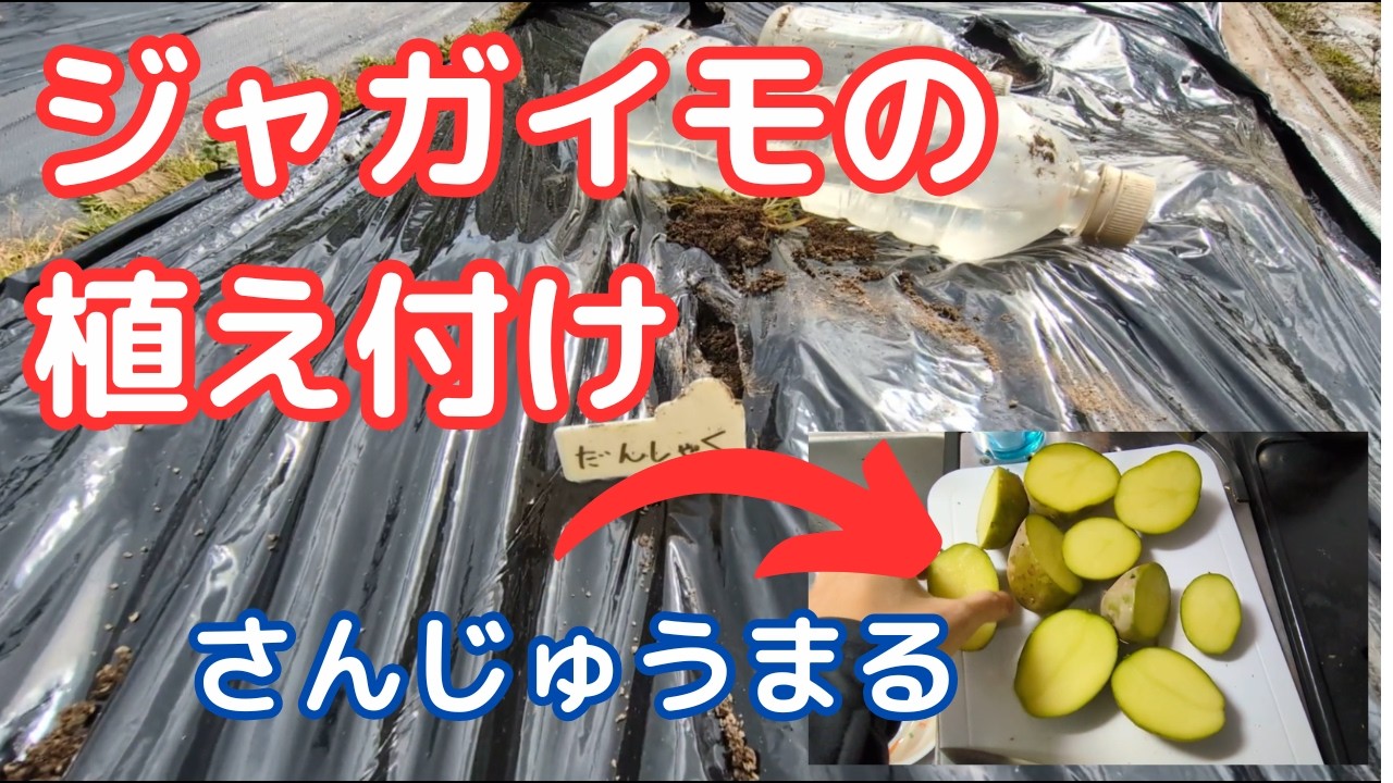 【家庭菜園】ジャガイモの植え付け（だんしゃく、さんじゅうまる）